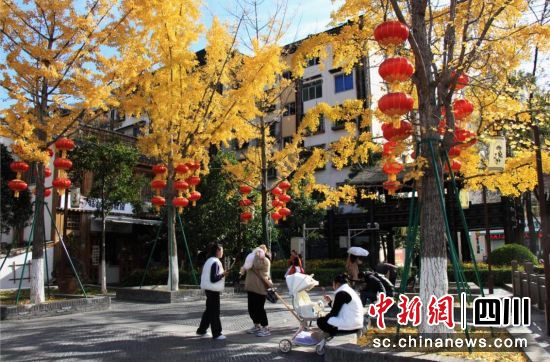 汶川冬日街头银杏叶黄了。杨玲摄 汶川冬日街头银杏叶黄了。杨玲摄