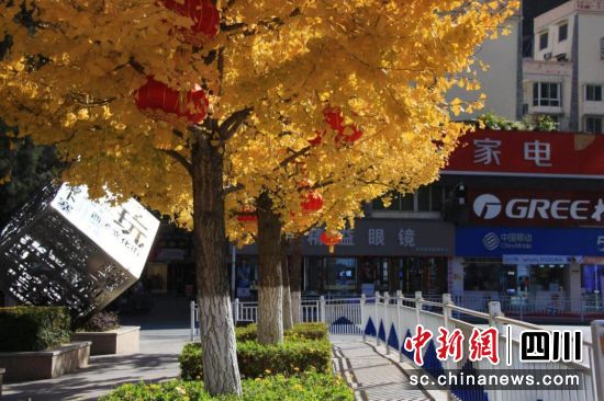 汶川冬日街头银杏叶黄了。杨玲摄 汶川冬日街头银杏叶黄了。杨玲摄