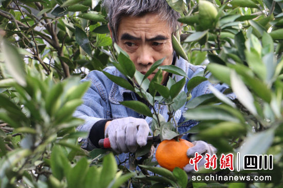 农户正在采摘。蒋雪梅 摄 农户正在采摘。蒋雪梅 摄