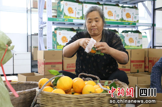 村民正在包装新鲜柑橘。蒋雪梅 摄 村民正在包装新鲜柑橘。蒋雪梅 摄