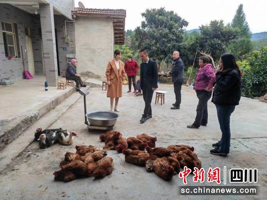 上门收购农副产品。 梓潼县融媒体中心供图 上门收购农副产品。 梓潼县融媒体中心供图