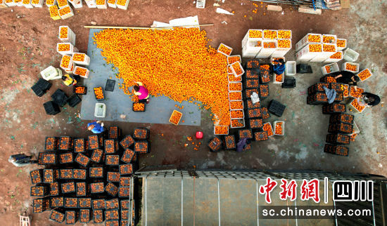 柑橘丰收。泸县融媒体中心供图 柑橘丰收。泸县融媒体中心供图