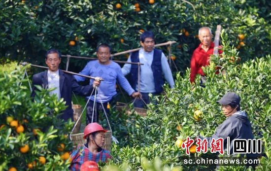 柑橘丰收。贡井融媒 供图 柑橘丰收。贡井融媒 供图