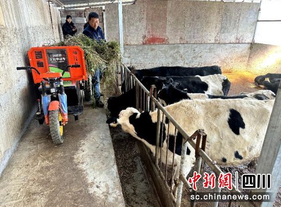村民苏林养殖的肉牛。汶川县委宣传部 供图 村民苏林养殖的肉牛。汶川县委宣传部 供图