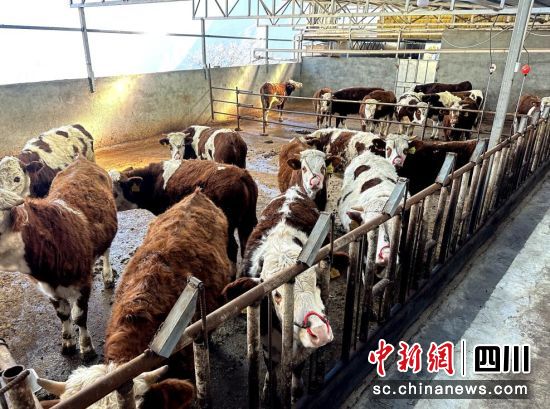村民苏林养殖的肉牛。汶川县委宣传部 供图 村民苏林养殖的肉牛。汶川县委宣传部 供图