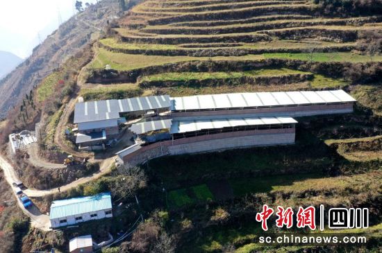 高半山建起的养殖场(航拍)。汶川县委宣传部 供图 高半山建起的养殖场(航拍)。汶川县委宣传部 供图