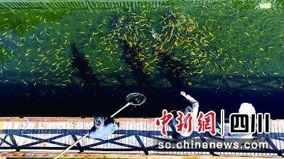 在汶川县绵虒镇大禹村,硕士毕业生樊玉文(中)在鱼塘现场指导技术。汶川县委宣传部 供图 在汶川县绵虒镇大禹村,硕士毕业生樊玉文(中)在鱼塘现场指导技术。汶川县委宣传部 供图