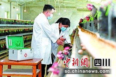 在汶川县威州镇布瓦村“羌山云朵鸡”保种场,四川农业大学兽医专业硕士毕业生杨敬(右)指导养殖户进行疫苗注射。汶川县委宣传部 供图 在汶川县威州镇布瓦村“羌山云朵鸡”保种场,四川农业大学兽医专业硕士毕业生杨敬(右)指导养殖户进行疫苗注射。汶川县委宣传部 供图