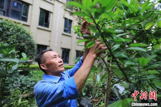 成都双流一小区内,花工师傅田付全正在照顾“寄养”的植物。 王磊 摄 成都双流一小区内,花工师傅田付全正在照顾“寄养”的植物。 王磊 摄
