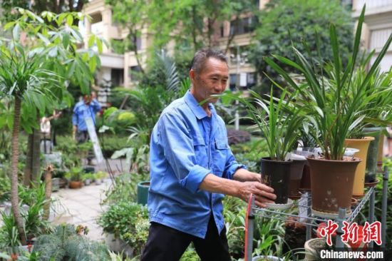 成都双流一小区内,花工师傅田付全正在照顾“寄养”的植物。 王磊 摄 成都双流一小区内,花工师傅田付全正在照顾“寄养”的植物。 王磊 摄