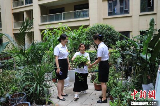 成都双流一小区内,准备出远门的彭其慧将家中的绿萝抱到小区中的“植物寄养”区域。 王磊 摄 成都双流一小区内,准备出远门的彭其慧将家中的绿萝抱到小区中的“植物寄养”区域。 王磊 摄