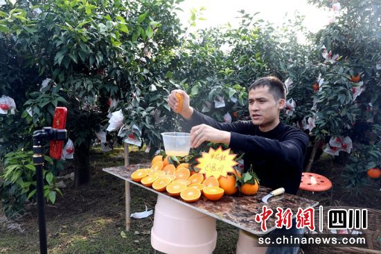丹棱县齐乐镇红石村将电商作为柑橘销售重点发展方向。彭川 摄 丹棱县齐乐镇红石村将电商作为柑橘销售重点发展方向。彭川 摄
