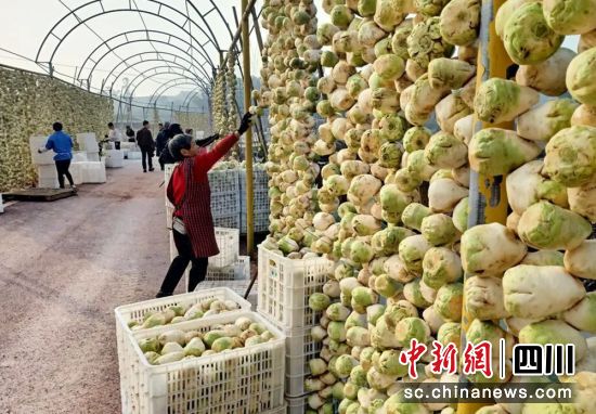 晾晒大头菜。贡井融媒 供图 晾晒大头菜。贡井融媒 供图