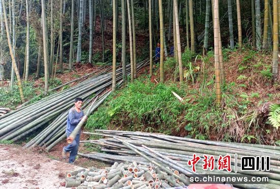 村民砍伐楠竹供应市场。纳溪区林业和竹业局供图 村民砍伐楠竹供应市场。纳溪区林业和竹业局供图