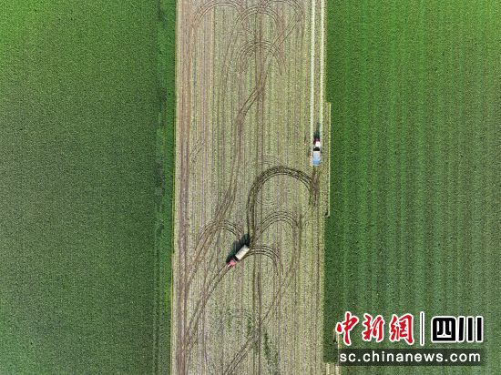 村民在采收萝卜。刘永红 摄 村民在采收萝卜。刘永红 摄