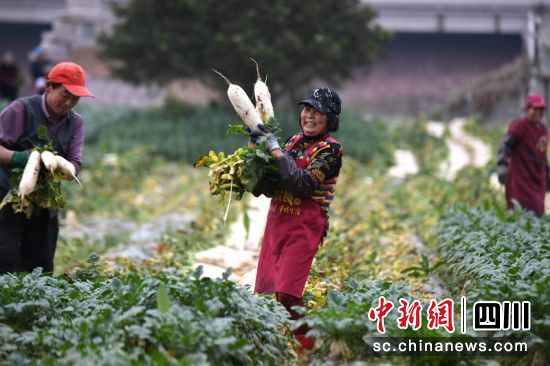 村民在采收白萝卜。刘永红摄 村民在采收白萝卜。刘永红摄