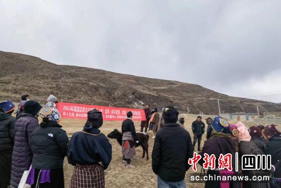 专家为牧民讲授养殖技术。壤塘县委宣传部 供图 专家为牧民讲授养殖技术。壤塘县委宣传部 供图