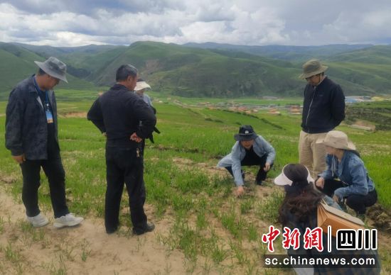 人工饲草基地。壤塘县委宣传部 供图 人工饲草基地。壤塘县委宣传部 供图