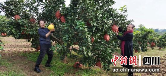 游客在“农业乐园”进行采摘。蒋星 摄 游客在“农业乐园”进行采摘。蒋星 摄
