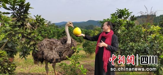 游客在“农业乐园”进行采摘。蒋星 摄 游客在“农业乐园”进行采摘。蒋星 摄