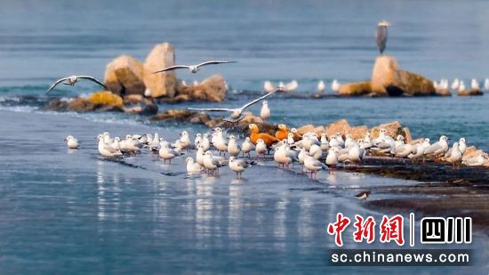 每年红嘴鸥都会到泸州过冬。泸州市文化广播电视和旅游局供图 每年红嘴鸥都会到泸州过冬。泸州市文化广播电视和旅游局供图
