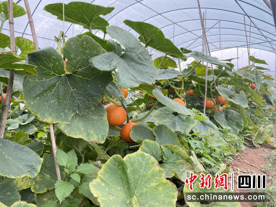 小金瓜丰收。宋林 摄 小金瓜丰收。宋林 摄