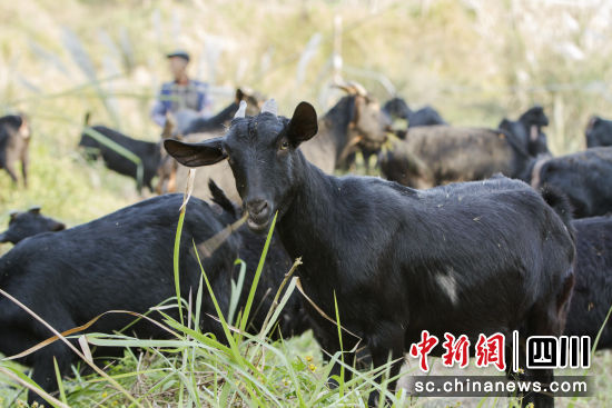 生态放养的黑山羊。熊伟 摄 生态放养的黑山羊。熊伟 摄