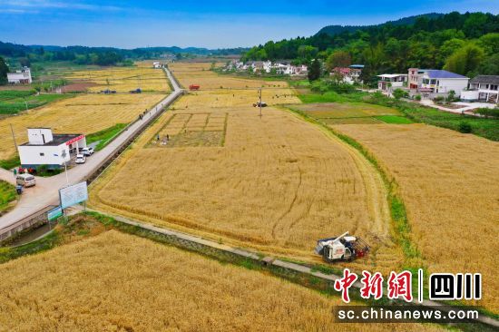 小麦丰收现场。姚阳摄 小麦丰收现场。姚阳摄
