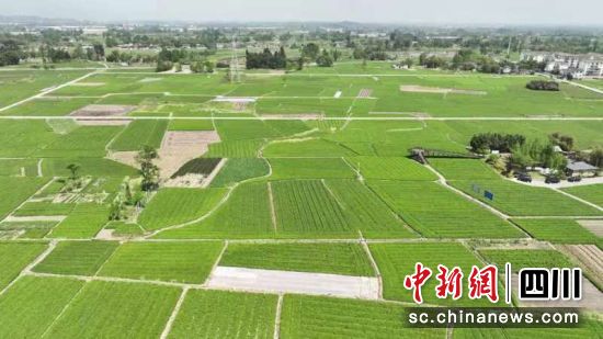 三方共建全国首个乡村振兴金融创新示范区。四川农行 供图 三方共建全国首个乡村振兴金融创新示范区。四川农行 供图