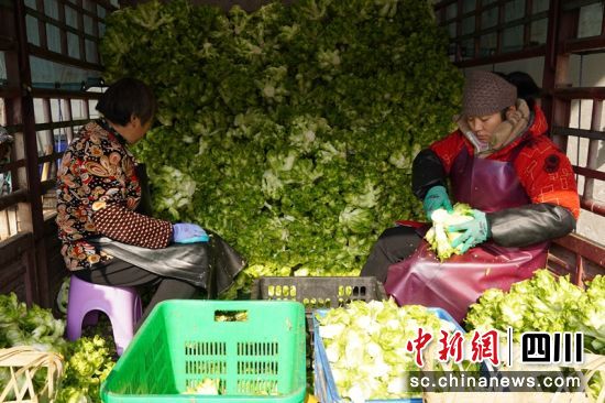 成都冬菜进入热销期。益民集团供图 成都冬菜进入热销期。益民集团供图
