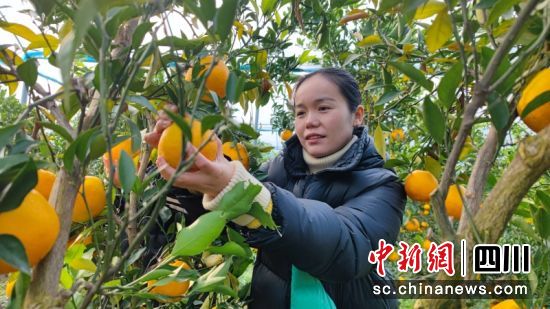 工作人员正在采摘柑橘。黄成 摄 工作人员正在采摘柑橘。黄成 摄