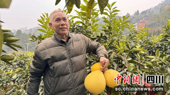 村民李和金摘柚子。何海翔 摄 村民李和金摘柚子。何海翔 摄