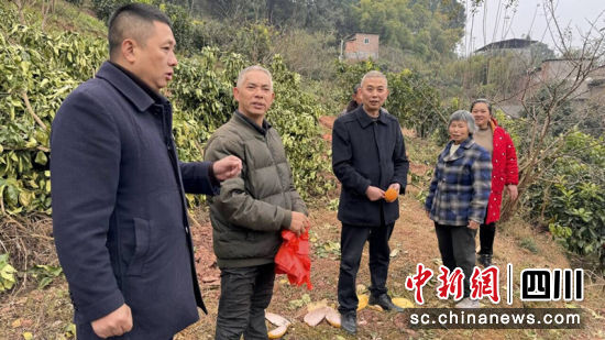 四川农信宜宾农商行采购红心柚。何海翔 摄 四川农信宜宾农商行采购红心柚。何海翔 摄
