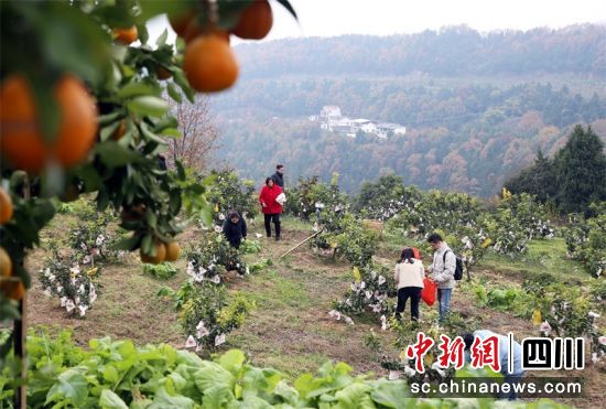 村民忙碌采摘爱嫒橙。李全民 摄 村民忙碌采摘爱嫒橙。李全民 摄