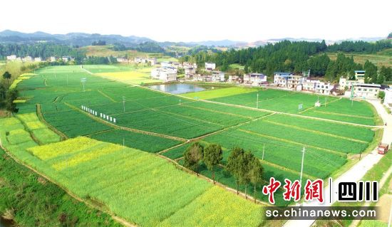 位于仪陇县赛金镇的粮经融合现代农业园区,碧绿的小麦长势正好。张明 摄 位于仪陇县赛金镇的粮经融合现代农业园区,碧绿的小麦长势正好。张明 摄