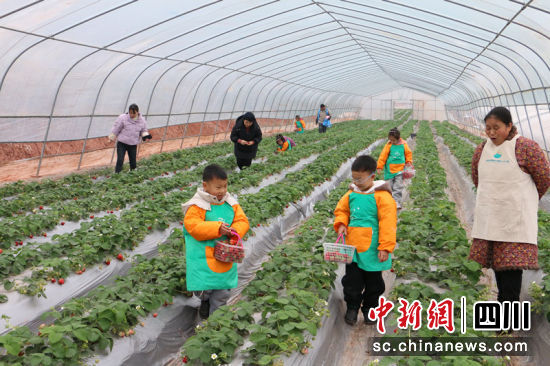孩子们提着篮子,精心挑选成熟的草莓。蒋雪梅 摄 孩子们提着篮子,精心挑选成熟的草莓。蒋雪梅 摄