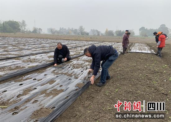技术员指导村民覆膜。 什邡市马井镇供图 技术员指导村民覆膜。 什邡市马井镇供图
