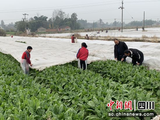 农技人员指导工人铺防冻膜。 什邡市马井镇供图 农技人员指导工人铺防冻膜。 什邡市马井镇供图