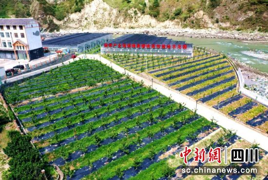 绵虒镇樱桃高效栽培示范区。汶川县委宣传部 供图 绵虒镇樱桃高效栽培示范区。汶川县委宣传部 供图