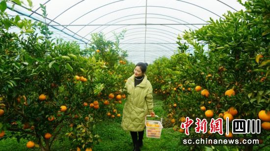 游客正在采摘柑橘。衡欢 摄 游客正在采摘柑橘。衡欢 摄