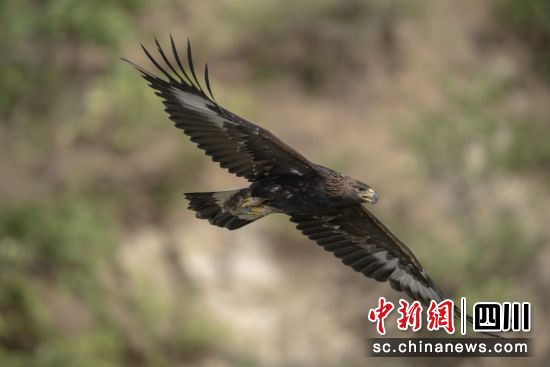 “州鸟”金雕。(王跃桥供图) “州鸟”金雕。(王跃桥供图)