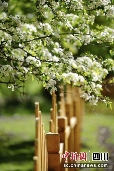 “州花”贡嘎海棠。(甘孜州文化广播电视和旅游局 供图) “州花”贡嘎海棠。(甘孜州文化广播电视和旅游局 供图)