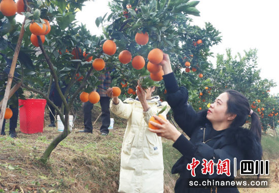 游客采摘心仪的柑橘。 陈小芳 摄 游客采摘心仪的柑橘。 陈小芳 摄