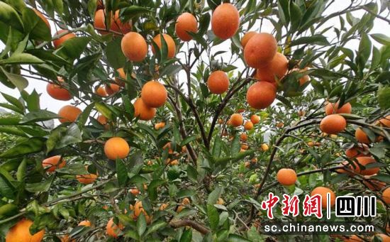 血橙成熟。贡井融媒 供图 血橙成熟。贡井融媒 供图