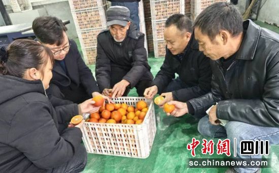 客商选购血橙。贡井融媒 供图 客商选购血橙。贡井融媒 供图
