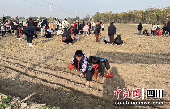 学生正在播种。 什邡外国语小学供图 学生正在播种。 什邡外国语小学供图