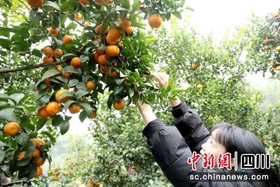 砂糖橘喜获丰收。龙马潭区融媒体中心供图 砂糖橘喜获丰收。龙马潭区融媒体中心供图