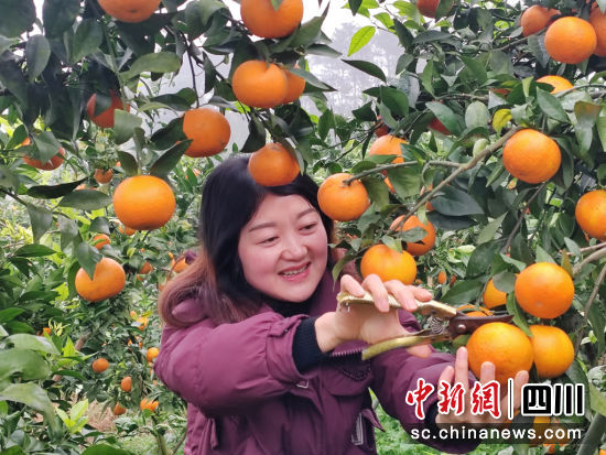 采摘沃柑。长宁县融媒体中心供图。 采摘沃柑。长宁县融媒体中心供图。