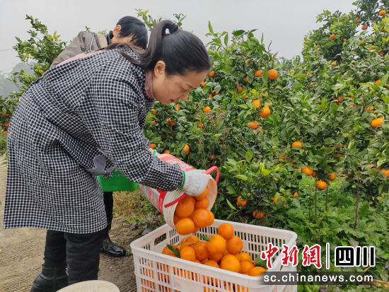 装运沃柑。长宁县融媒体中心供图。 装运沃柑。长宁县融媒体中心供图。