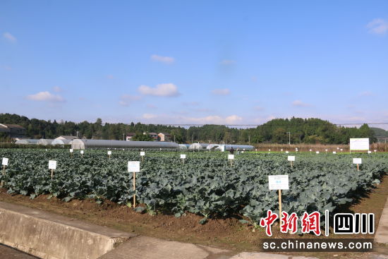 绵阳市农科院果蔬所育种基地。 绵阳市农科院供图 绵阳市农科院果蔬所育种基地。 绵阳市农科院供图